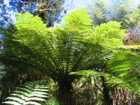 Albums/20060200-New Zealand 2006/20060209-Haast-Wanaka/6